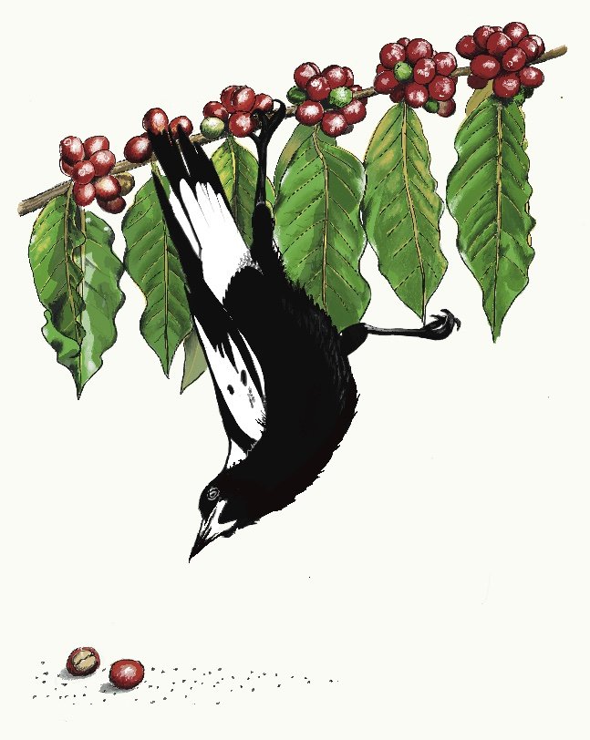 Chubby Magpie Coffee Roasters